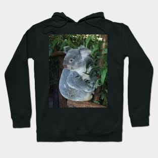 Australian Koala Hoodie